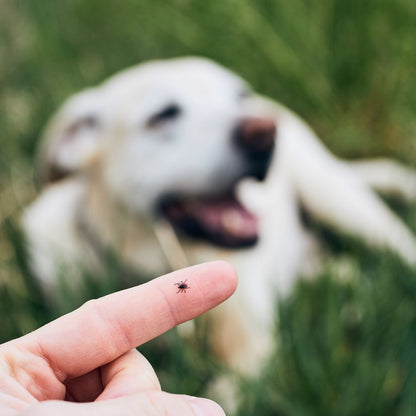 Tick Removal Kit For Outdoor Safety - Action First Aid